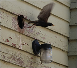 bird removal Lakeside