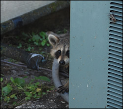 raccoon removal Lakeside