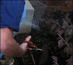 skunk removal Lakeside